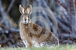 Snowshoe Hare