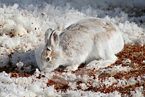 Snowshoe Hare
