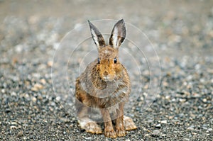 Snowshoe Hare