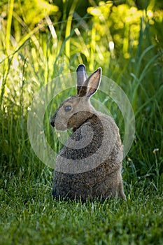 Snowshoe Hare