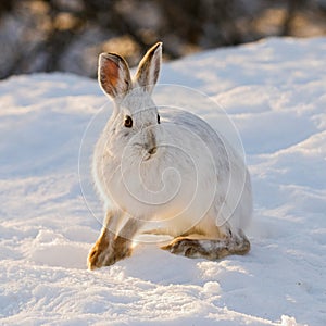 Snowshoe Hare