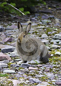 Snowshoe hare