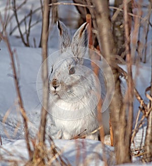 Snowshoe Hare