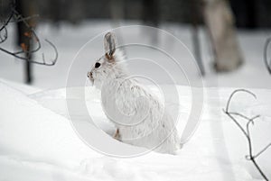 Snowshoe Hare photo