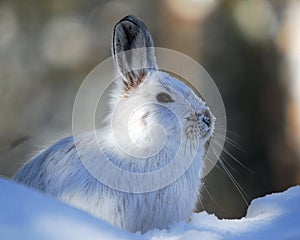 Snowshoe Hare