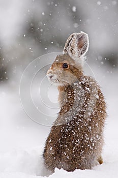 Snowshoe Hare