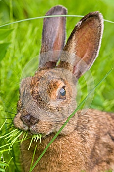 Snowshoe Hare feeding on grass