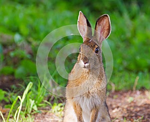 Snowshoe Hare (Lepus Americanus)