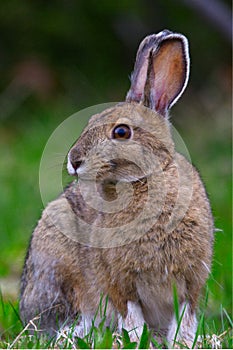 Snowshoe Hare Lepus americanus portrait