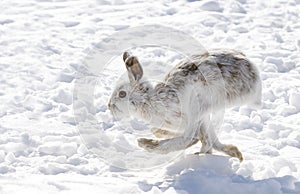 Snowshoe hare or Varying hare (Lepus americanus) running in the snow photo
