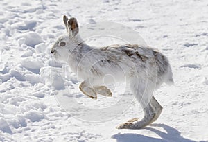 Snowshoe hare or Varying hare (Lepus americanus) running in the winter snow in Canada photo