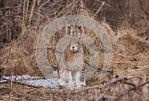 Snowshoe hare or Varying hare (Lepus americanus) in Spring photo
