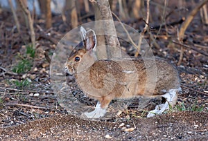 Snowshoe hare or Varying hare (Lepus americanus) in Spring