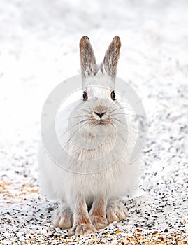 Snowshoe hare or Varying hare (Lepus americanus) closeup in winter in Canada