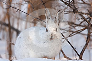 Snowshoe hare or Varying hare (Lepus americanus) closeup in winter in Canada