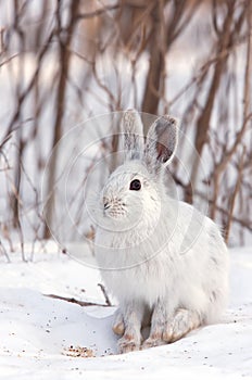 Snowshoe hare or Varying hare (Lepus americanus) closeup in winter in Canada photo