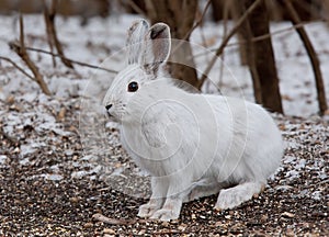 Snowshoe hare or Varying hare (Lepus americanus) closeup in winter in Canada photo