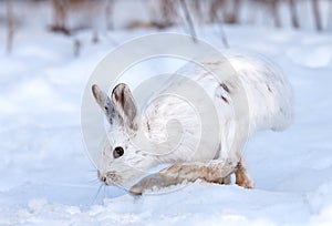 Snowshoe hare or Varying hare (Lepus americanus) closeup in winter in Canada photo
