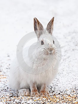 Snowshoe hare or Varying hare (Lepus americanus) closeup in winter in Canada