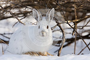 Snowshoe hare or Varying hare (Lepus americanus) closeup in winter in Canada photo