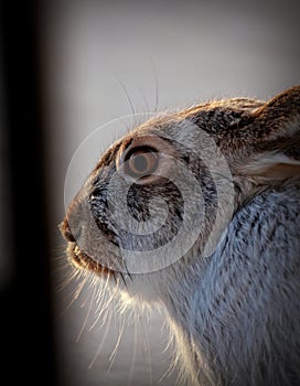 Snowshoe Hare