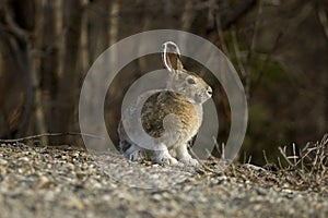 Snowshoe Hare Portrait photo