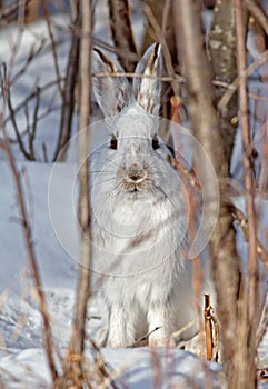 Snowshoe Hare