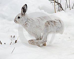 Snowshoe hare running