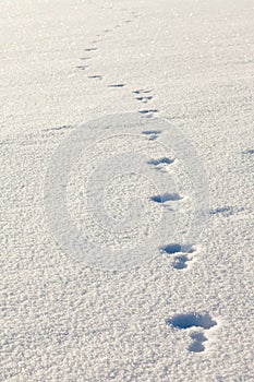 Snowshoe hare tracks in the snow