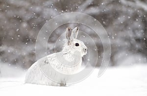 Snowshoe hare or Varying hare (Lepus americanus) closeup in winter