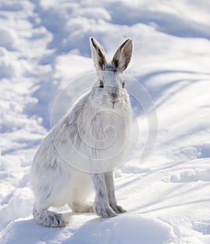 Snowshoe hare or Varying hare (Lepus americanus) closeup in winter