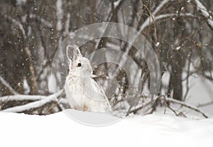 Snowshoe hare or Varying hare (Lepus americanus) closeup in winter