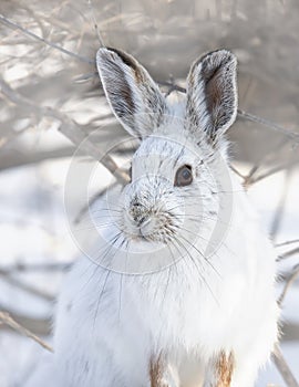 Snowshoe hare or Varying hare (Lepus americanus) closeup in winter in Canada