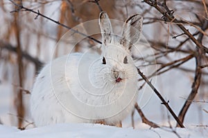 Snowshoe hare or Varying hare (Lepus americanus) closeup in winter in Canada