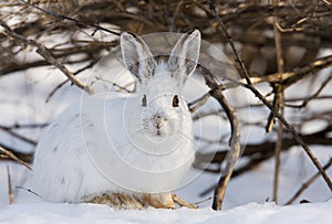 Snowshoe hare or Varying hare (Lepus americanus) closeup in winter in Canada