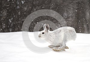 Snowshoe hare or Varying hare (Lepus americanus) running in the falling snow