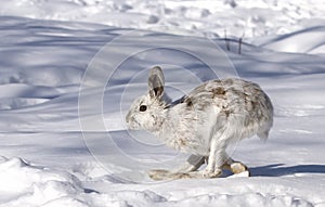 Snowshoe hare or Varying hare (Lepus americanus) running in the snow