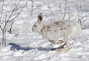 Snowshoe hare or Varying hare (Lepus americanus) running in the snow in Canada