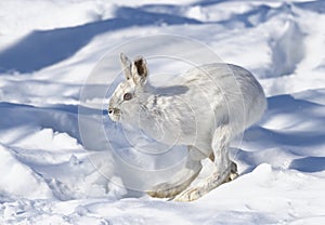 Snowshoe hare or Varying hare (Lepus americanus) running in the winter snow in Canada