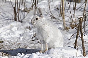 Snowshoe hare or Varying hare (Lepus americanus) sitting in the winter snow in Canada