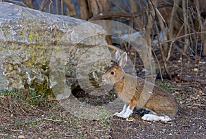 Snowshoe hare or Varying hare (Lepus americanus) in spring