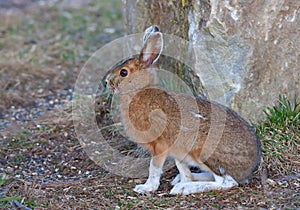 Snowshoe hare or Varying hare (Lepus americanus) in spring