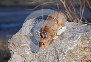 Snowshoe hare or Varying hare (Lepus americanus) in spring