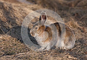 Snowshoe hare or Varying hare (Lepus americanus) in spring