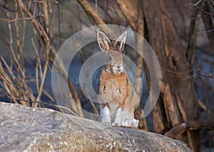 Snowshoe hare or Varying hare (Lepus americanus) in spring