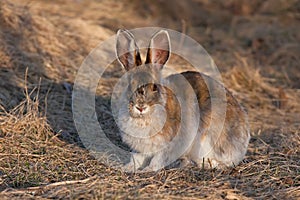 Snowshoe hare or Varying hare (Lepus americanus) in spring