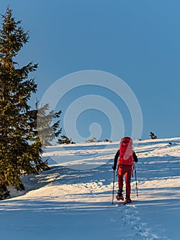 Turista na snežniciach v červenom chôdzi s batohom a turistickými palicami pri západe slnka