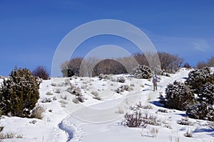 Snowshoe hikers ascend a hill