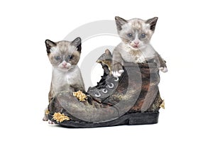 Snowshoe kittens