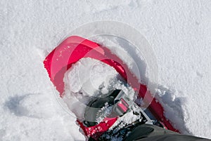 Snowshoe punched in the snow